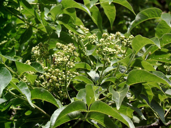 Amur-Korkbaum (Phellodendron amurense)