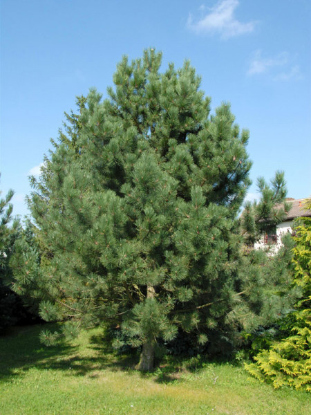 Schwarzkiefer (Pinus nigra austriaca)