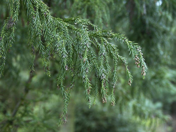 Japanische Sicheltanne (Cryptomeria japonica)