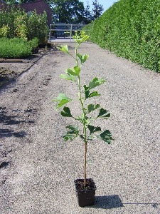 Fächerblattbaum (Ginkgo biloba)