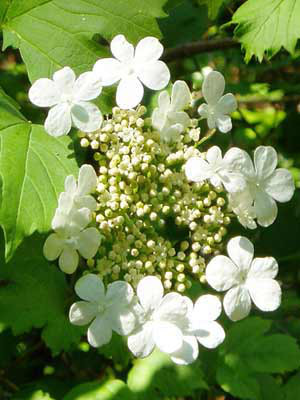 Gemeiner Schneeball (Viburnum opulus)