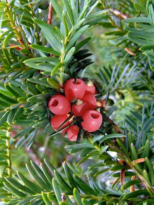 Gemeine Eibe (Taxus baccata)