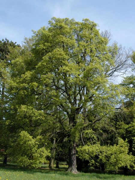 Feldahorn (Acer campestre)