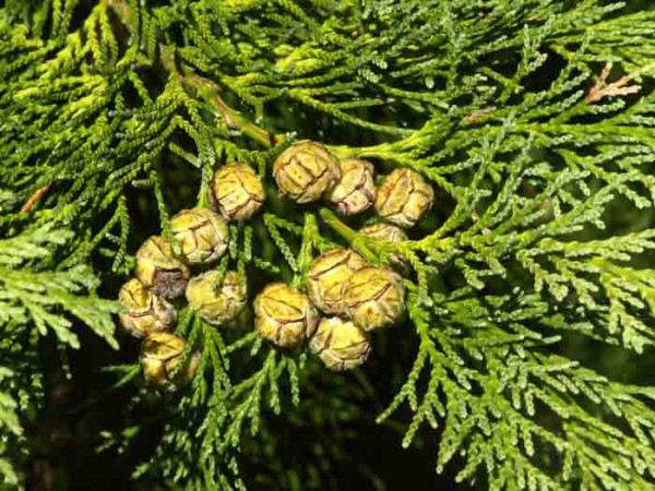 Lawsons Scheinzypresse (Chamaecyparis lawsoniana)