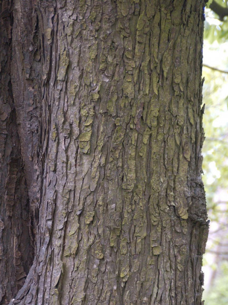 Rosskastanie (Aesculus hippocastaneum)