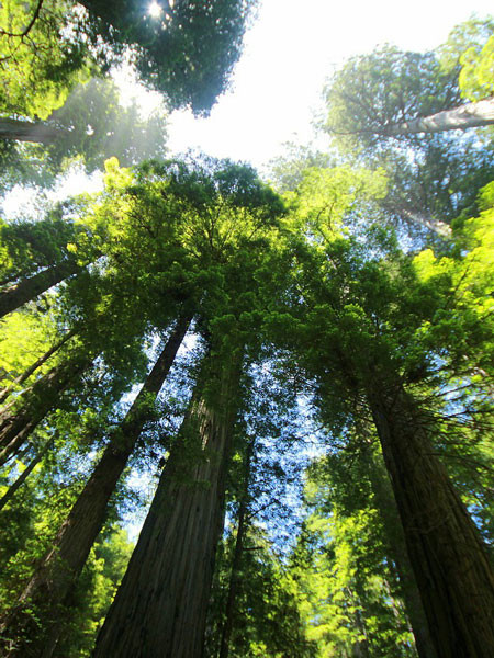 Küsten-Mammutbaum (Sequoia sempervirens)