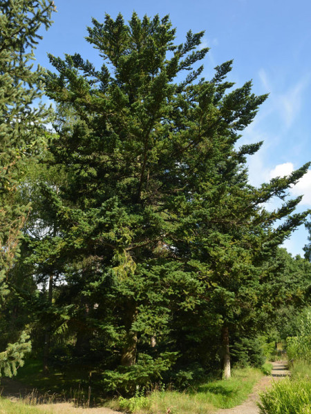 Nikko-Tanne (Abies homolepis)