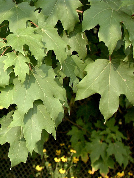 Zucker-Ahorn (Acer saccharum)