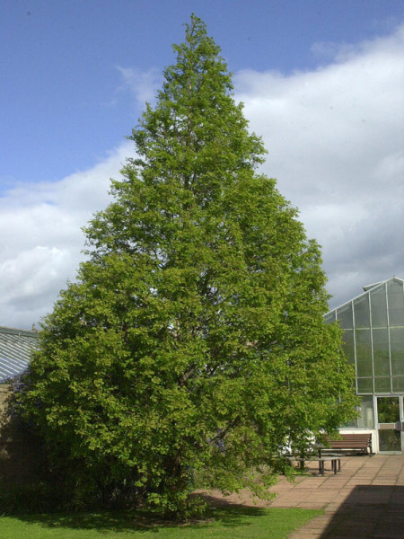 Urweltmammutbaum (Metasequoia glyptostroboides)