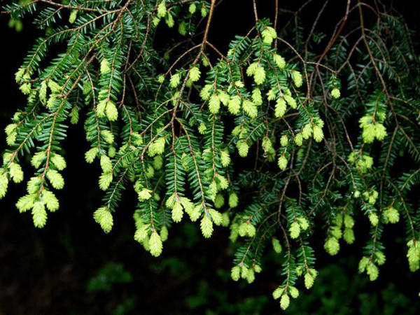 Kanadische Hemlocktanne (Tsuga canadensis)