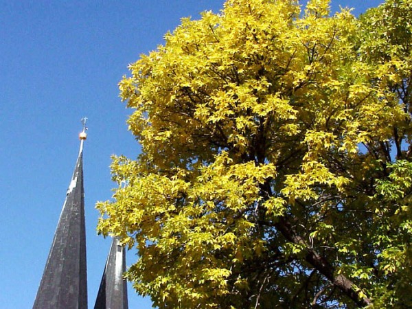 Rot-Esche (Fraxinus pennsylvanica)