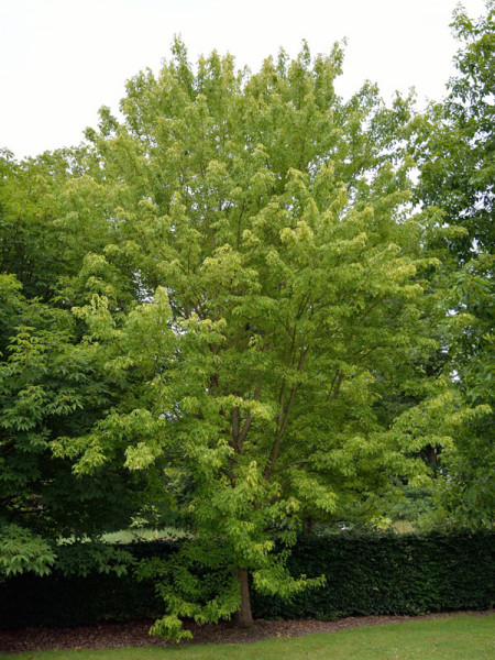 Dreispitzahorn (Acer buergerianum)