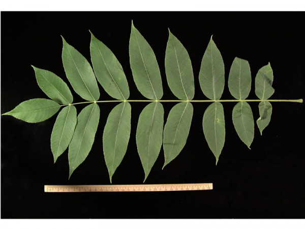 Butternuss (Juglans cinerea)