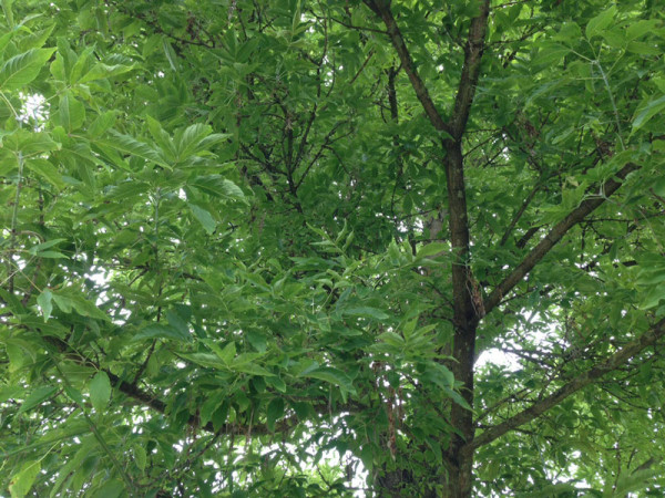 Eschenahorn (Acer negundo)
