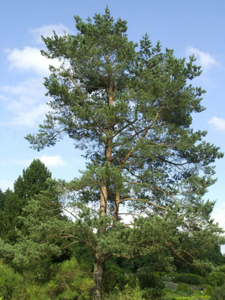 Kiefer/Föhre (Pinus sylvestris)