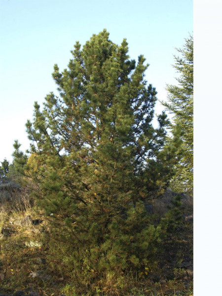 Hakenkiefer/Spirke (Pinus uncinata)