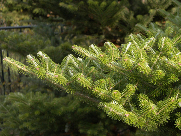 Koreatanne (Abies koreana)