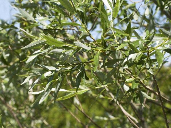 Purpurweide, (Salix purpurea)