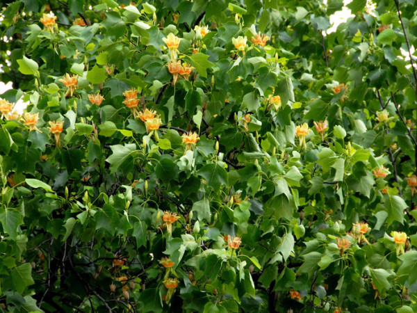 Tulpenbaum (Liriodendron tulipifera)