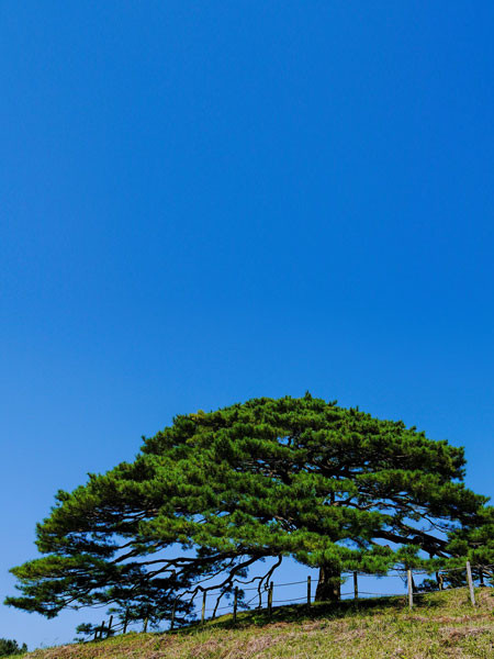 Japanische Schwarzkiefer (Pinus thunbergii)