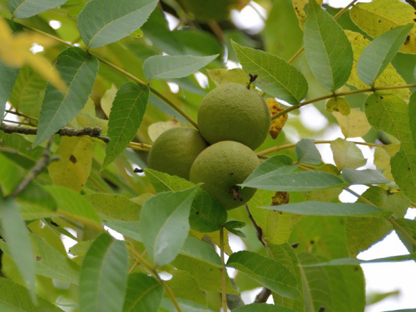 Schwarznuss (Juglans nigra)