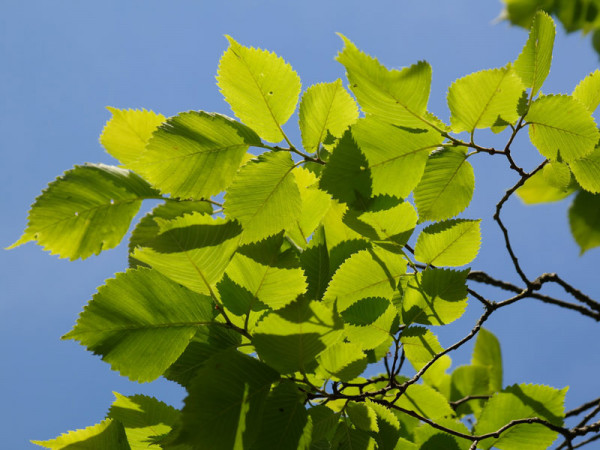 Bergulme (Ulmus glabra) - XL Produkt