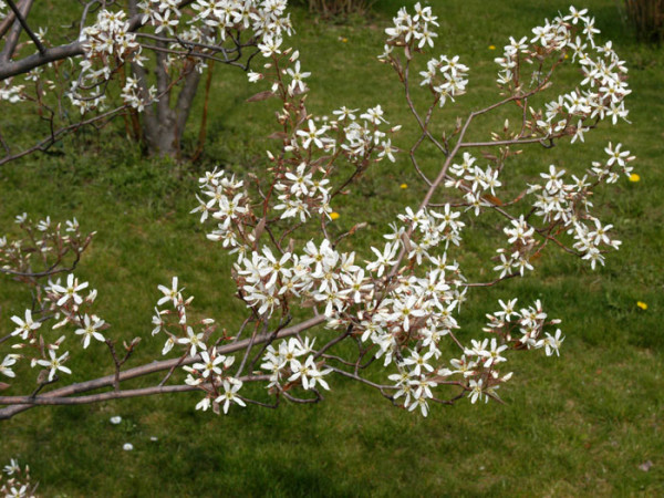 Kupfer-Felsenbirne (Amelanchier lamarckii)