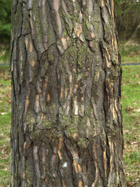 Kiefer/Föhre (Pinus sylvestris)