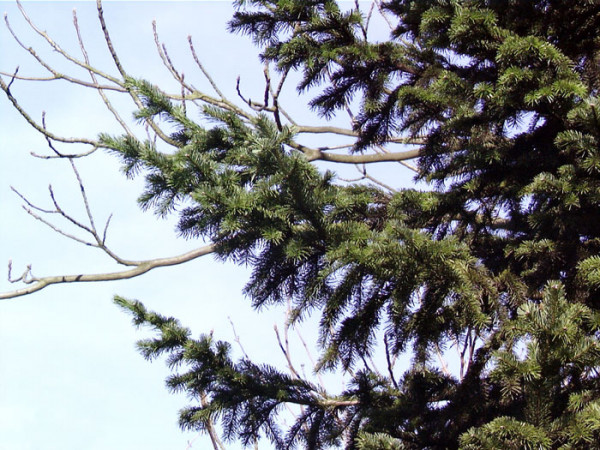Sibirische Tanne (Abies sibirica)