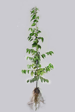 Hainbuche, Weissbuche (Carpinus betulus) - XL Produkt