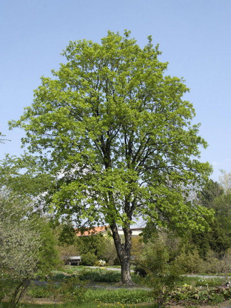 Bergahorn (Acer pseudoplatanus) - XL Produkt