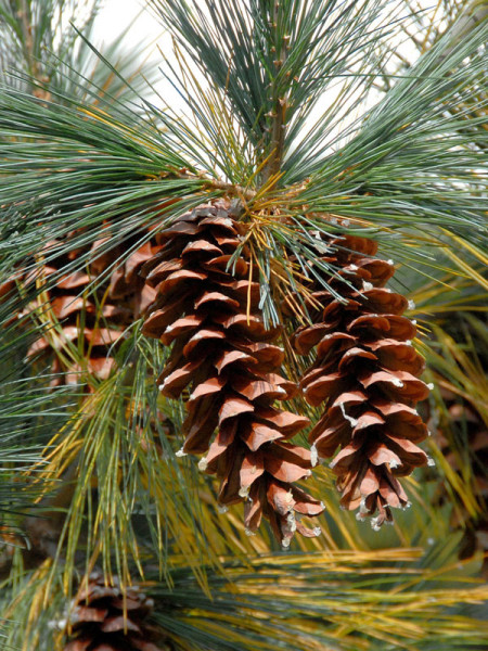 Strobe/Weymouthskiefer (Pinus strobus)