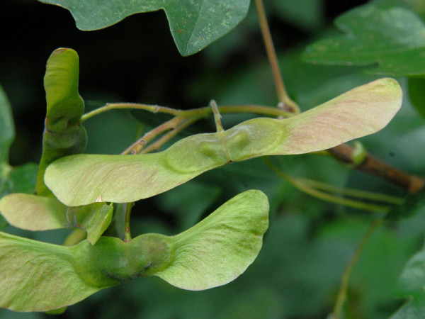 Feldahorn (Acer campestre)