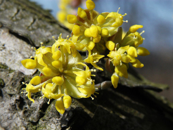 Kornelkirsche (Cornus mas)