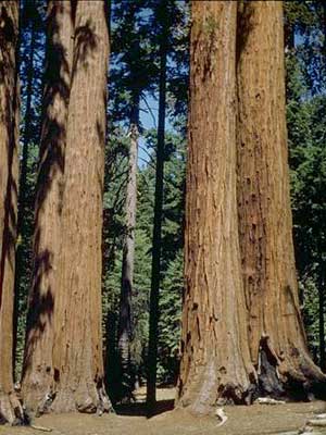 sequoia-gigantea