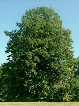 tilia-platyphyllos-forst