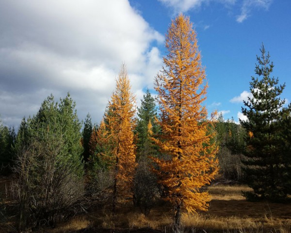 Ostamerikanische Lärche, Tamarack-Lärche, Kanadische Sumpflärche (Larix laricina)