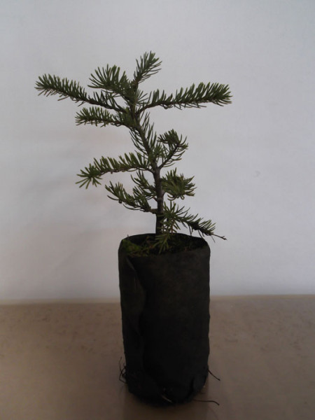 Prachttanne, kalifornische Rottanne (Abies magnifica)