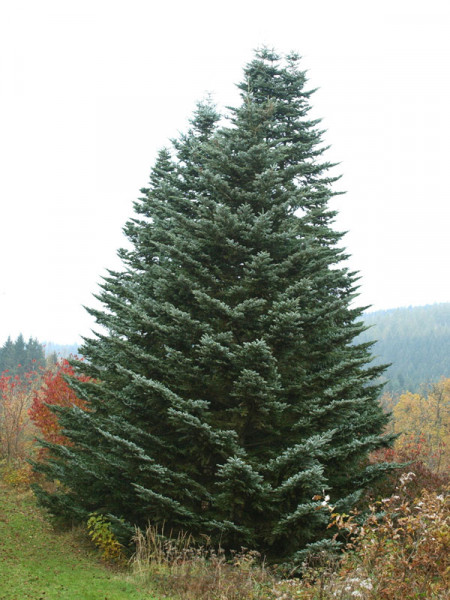 Veitchstanne (Abies veitchii)