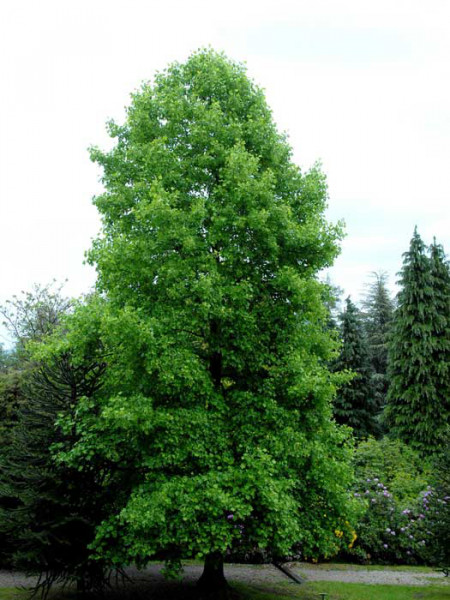 Tulpenbaum (Liriodendron tulipifera)