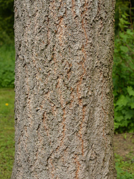 Douglasie (Pseudotsuga menziesii)