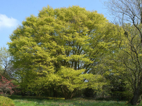 Japanische Zelkove (Zelkova serrata)