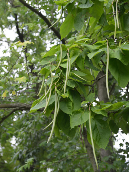 Prächtiger Trompetenbaum (Catalpa speciosa)