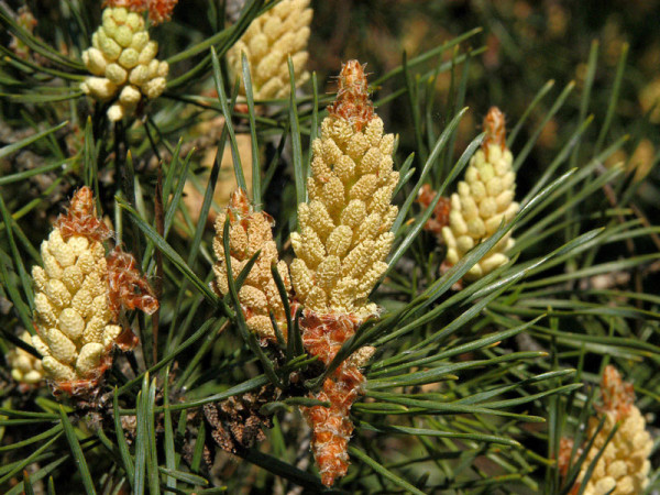 Kiefer/Föhre (Pinus sylvestris)