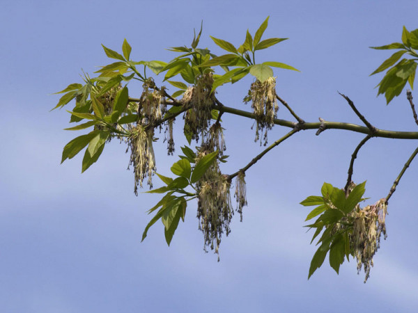Eschenahorn (Acer negundo)