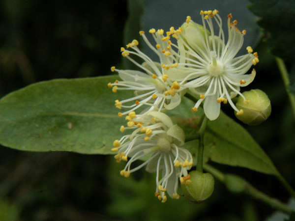 Winterlinde (Tilia cordata)