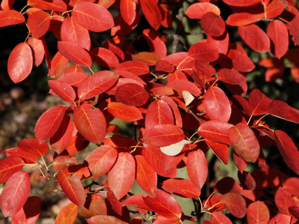 Kupfer-Felsenbirne (Amelanchier lamarckii)