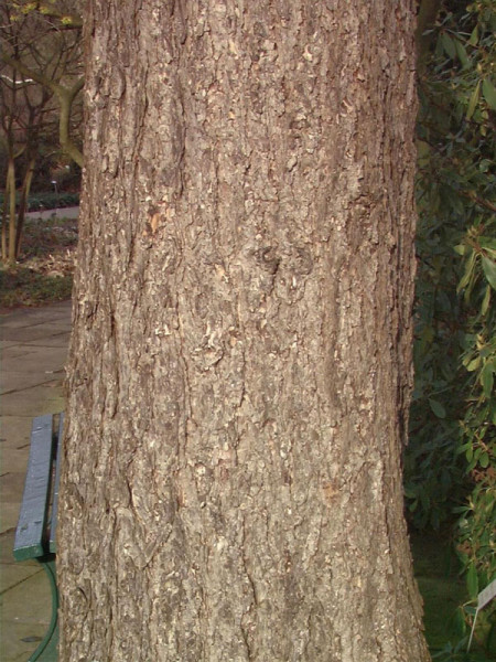 Japanische Lärche (Larix kaempferi)