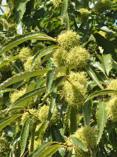 Edelkastanie (Castanea sativa)