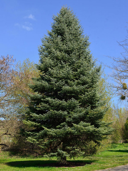 Silbertanne, Koloradotanne , Grautanne (Abies concolor)